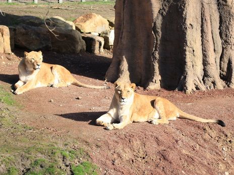 У Німеччині лев напав на співробітницю зоопарку
