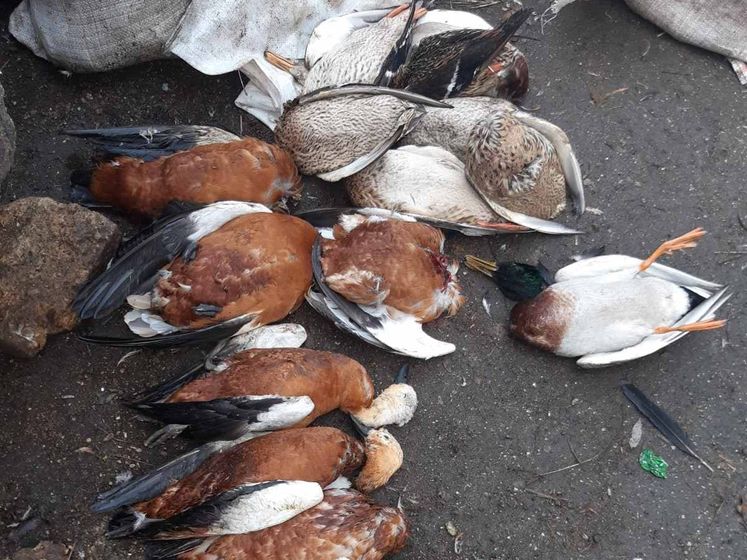 У заповіднику "Асканія-Нова" знову масово загинули птахи