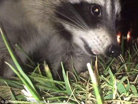 Енот украл включенную камеру. Видео