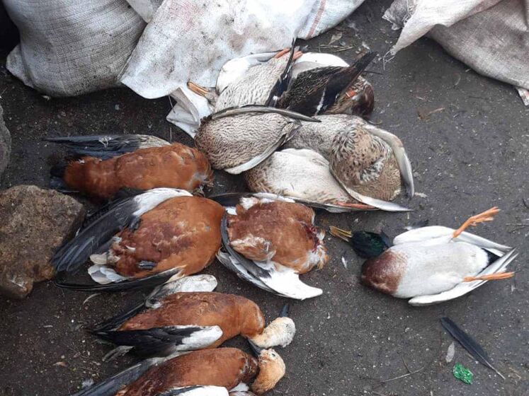 Птахи в заповіднику "Асканія-Нова" загинули через отруту проти гризунів – Держспоживслужба