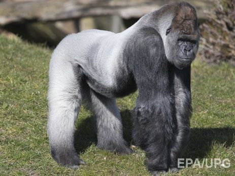 В Лондоне из зоопарка сбежала горилла