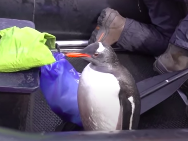 В Антарктиде пингвин запрыгнул в лодку к туристам, чтобы спастись от косаток. Видео