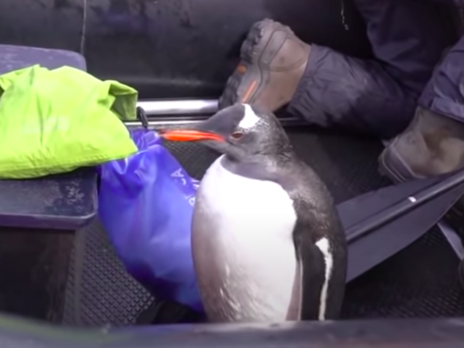 В Антарктиді пінгвін застрибнув у човен до туристів, щоб урятуватися від косаток. Відео