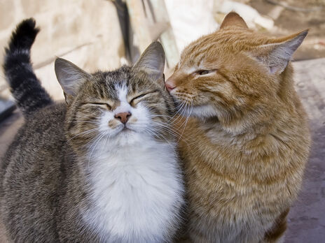 В Херсоне уличных котов признали частью экосистемы города