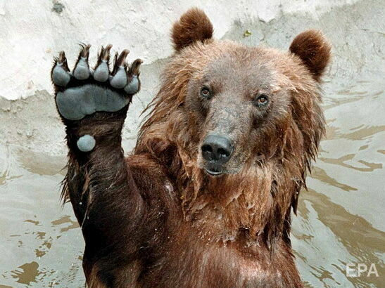 У російському Нижньовартовську ведмідь на вулиці гнався за чоловіком і потрапив під автобус. Відео