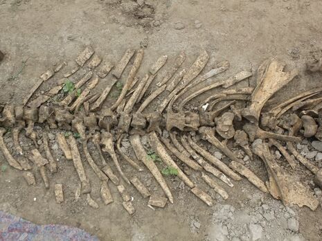 В Узбекистане фермер копал яму под теплицу и нашел скелет древнего носорога