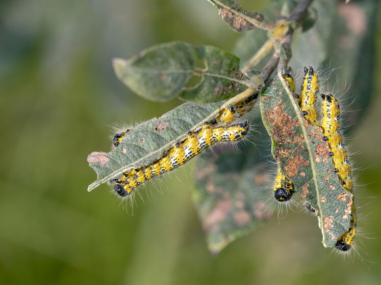 Россиян пообещали кормить хлебными и мясными изделиями из насекомых 