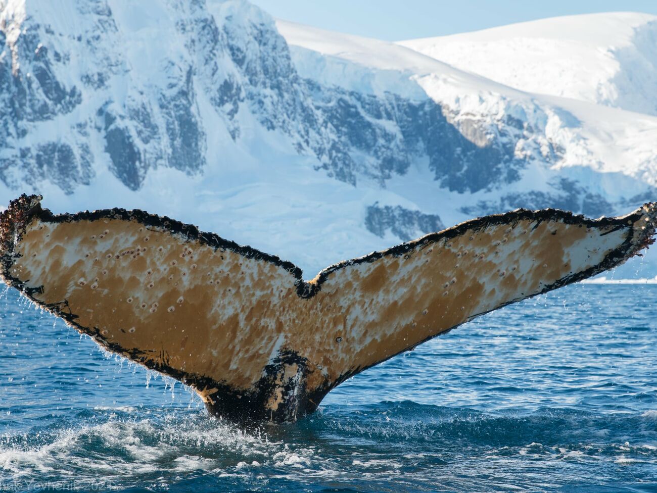 In Antarctica, Ukrainian polar explorers woke up a whale, the whale “was not very happy.”  Video