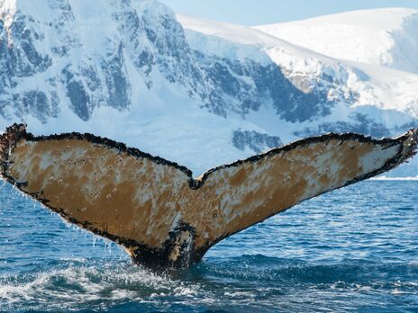 В Антарктиде украинские полярники разбудили кита, кит 