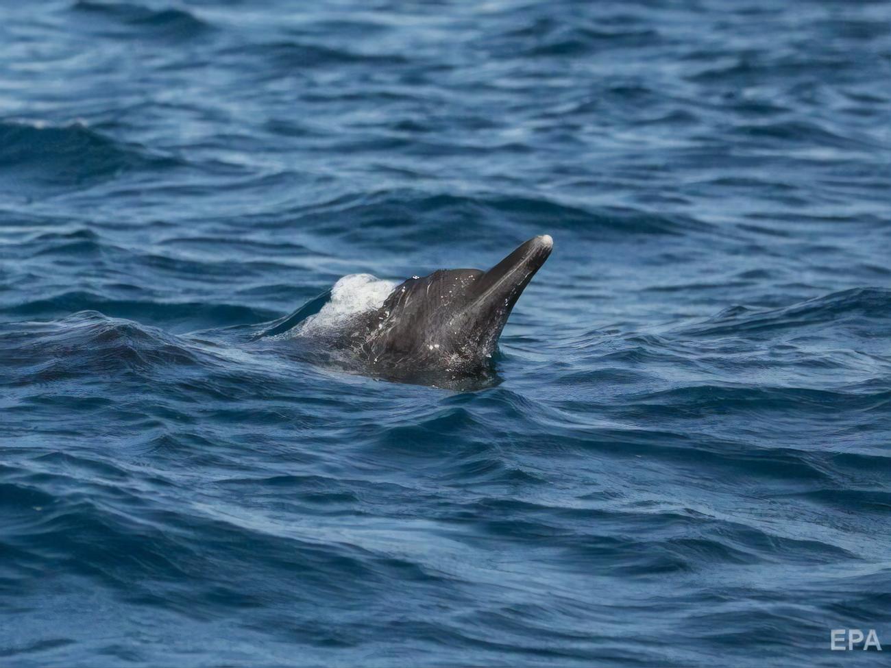 The nature has been so purified that dolphins have indeed sailed into the canals of Venice.  Video