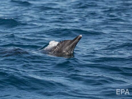 Чтобы вывести дельфинов в открытое море, понадобилась помощь специалистов и полиции