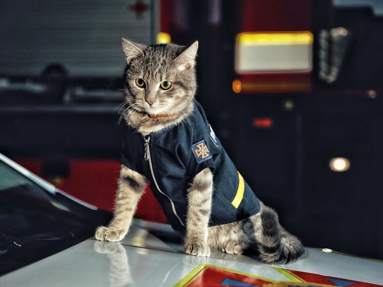 Серед київських рятувальників служить кіт зі званням майора – ДСНС