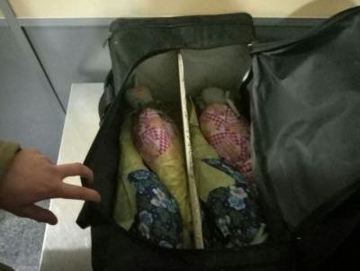 Госпогранслужба: Двое украинцев пытались вывезти в ОАЭ соколов, занесенных в Красную книгу