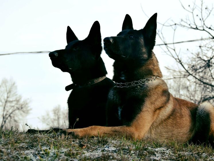 Суд передал 4 кг наркотиков Госпогранслужбе Украины для тренировки служебных собак