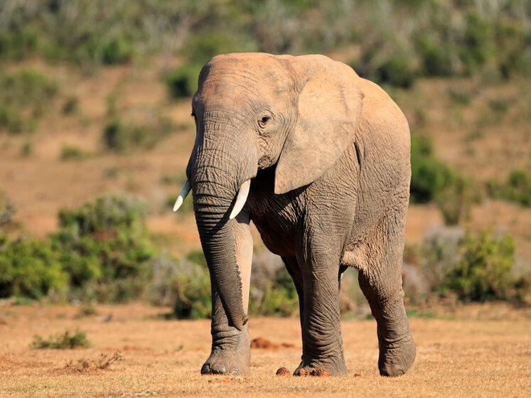 Два вида африканских слонов признали находящимися под угрозой исчезновения