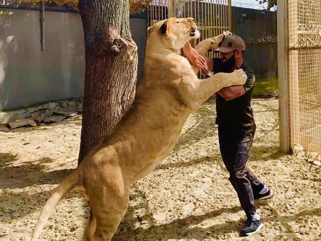 Депутат Харківської міськради від ОПЗЖ задекларував чипованого лева