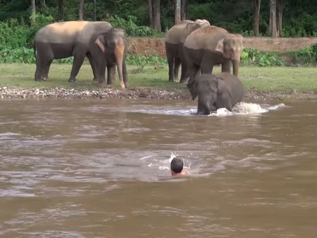 Слоненок бросился спасать притворившегося тонущим дрессировщика. Видео