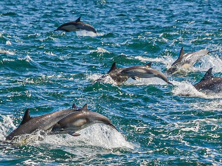 В США сняли на видео стаю из тысячи дельфинов