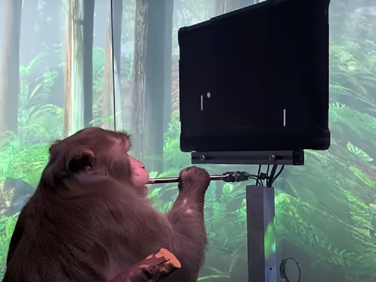Маск показал обезьяну, играющую на компьютере в пинг-понг "силой мысли". Видео