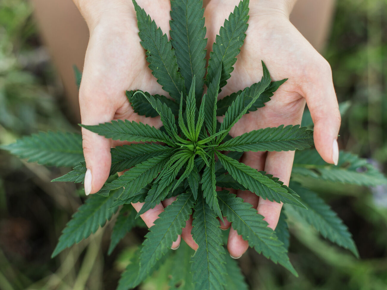 Какие лекарства показывают марихуану как определить пол растения марихуаны