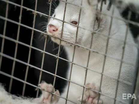 В Латвии выявили случаи заражения норок коронавирусом