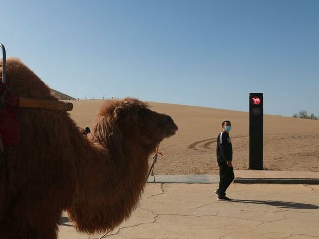 У Китаї поставили перший у світі світлофор для верблюдів. Відео
