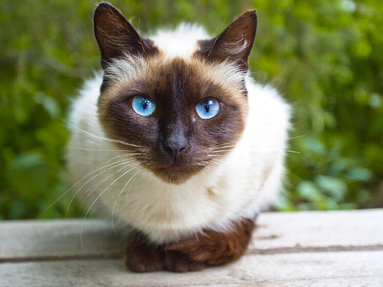 Учені підтвердили випадки передання COVID-19 від людини котам
