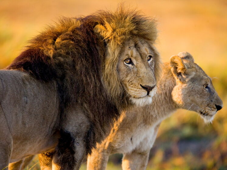 ЮАР хочет запретить разведение львов в неволе с коммерческой целью