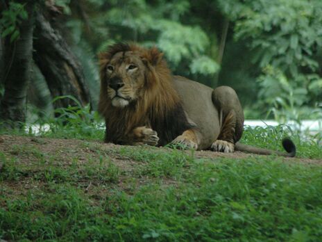 В Індії восьмеро левів заразилися коронавірусом – ЗМІ