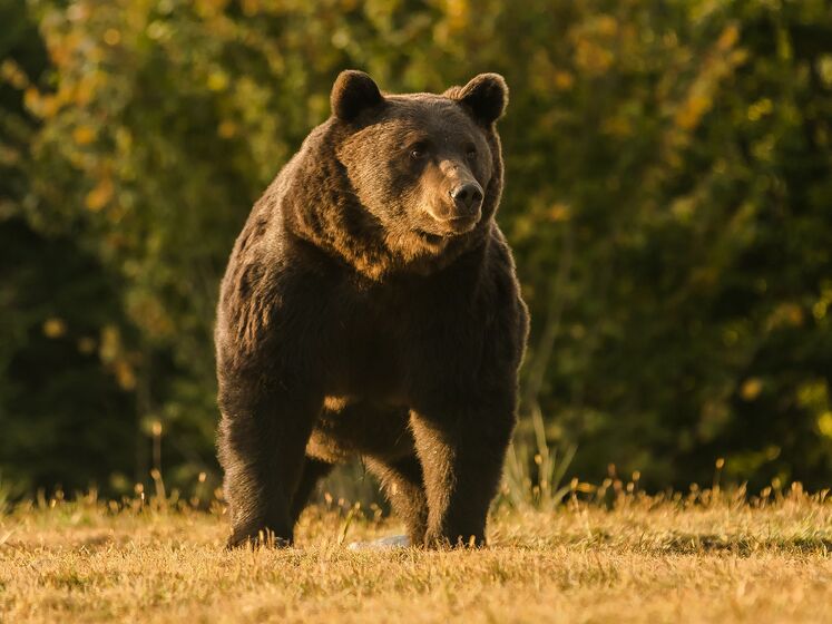 Эко-активисты обвиняют принца Лихтенштейна в убийстве одного из самых больших медведей Европы. Прокуратура начала расследование