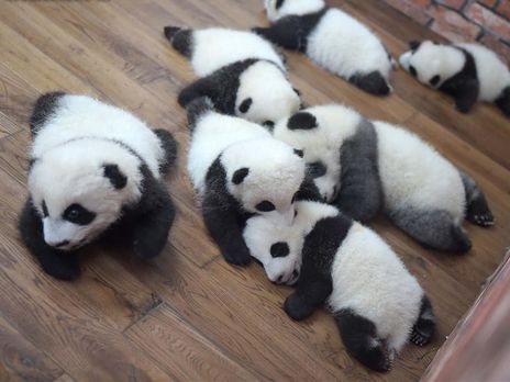 Китайские журналисты показали 