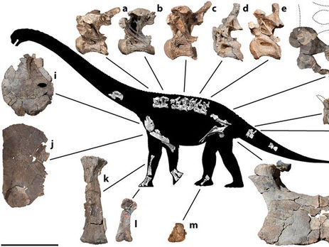 В Австралии нашли новый вид гигантских динозавров