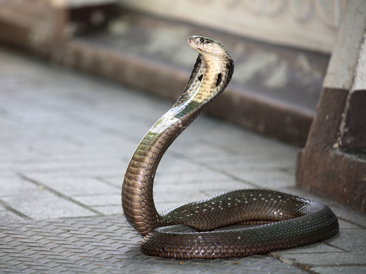 В Индии мужчина съел ядовитую змею, чтобы защитить себя от коронавируса