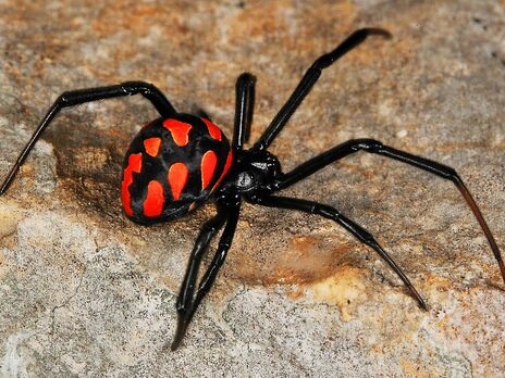 У Дніпрі чоловіка вкусив павук. Його отрута може бути в 15 разів сильніша, ніж у гримучої змії