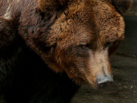 Ведмеді Малюк і Ляля, які жили в зоопарку Запорізької ДЗ, поїдуть у "закордонний санаторій" із басейном і водоспадом