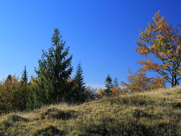 Зеленський підписав указ про старт проєкту, мета якого – посадити за три роки 1 млрд дерев