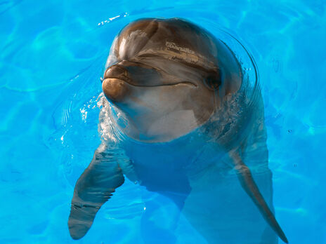 В одеському дельфінарії дельфін укусив дитину