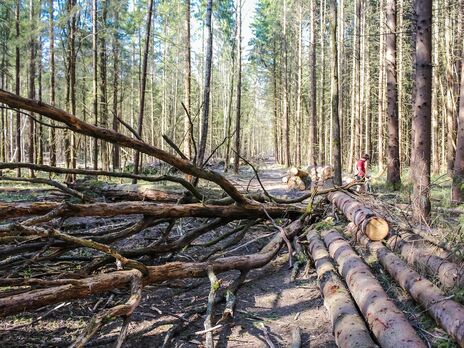 Госэкоинспекция каждую неделю фиксирует масштабные вырубки в лесных зонах