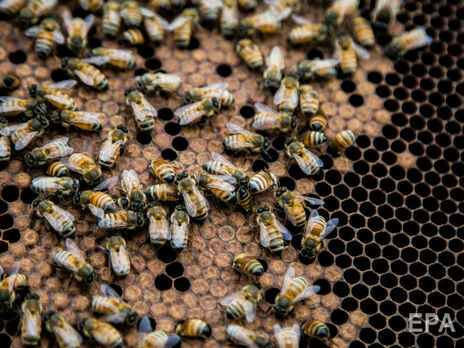 В Ровенской области пчелы насмерть покусали мужчину – медики