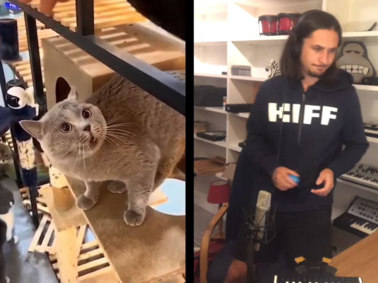 В сети завирусились видео, на которых блогер Хасбик бьет и таскает за уши свою кошку - Афиша Daily