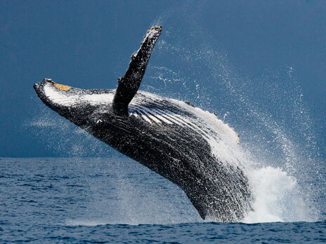 У США ловець лобстерів опинився в пащі кита й вижив
