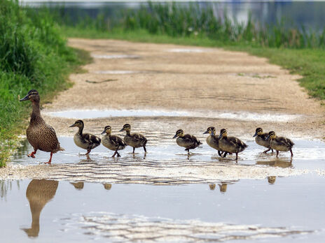 В Киеве авто с номерами Подкопаевой задавило утят, переходивших дорогу. Гимнастка говорит – авто не ее