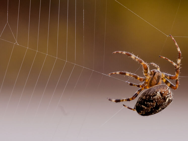 "Спайдер-апокалипсис". Австралийский штат Виктория оплели пауки. Видео