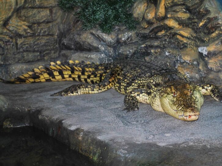 Ялтинський крокодиляріум затопило, частину тварин не змогли евакуювати