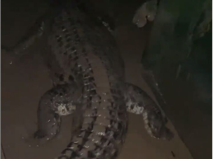 СМИ сообщили, что в Ялте 70 крокодилов вырвались на свободу после потопа. В крокодиляриуме говорят, что никто не сбежал