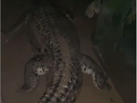 ЗМІ повідомили, що в Ялті 70 крокодилів вирвалися на свободу після потопу. У крокодиляріумі кажуть, що ніхто не втік