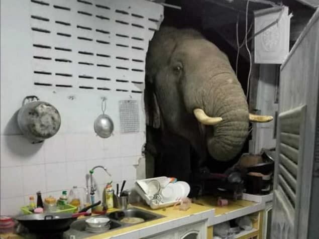 В Таиланде слон почувствовал запах еды и пробил дыру в стене дома