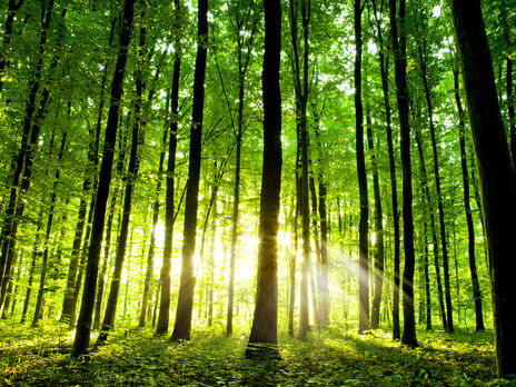 Эколог заявил, что охрану окружающей среды в Украине дискредитируют