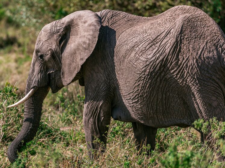 В Индии разыскивают слона, убившего 16 человек
