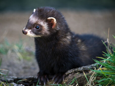 В США начали экспериментальную вакцинацию от COVID-19 животных в зоопарках